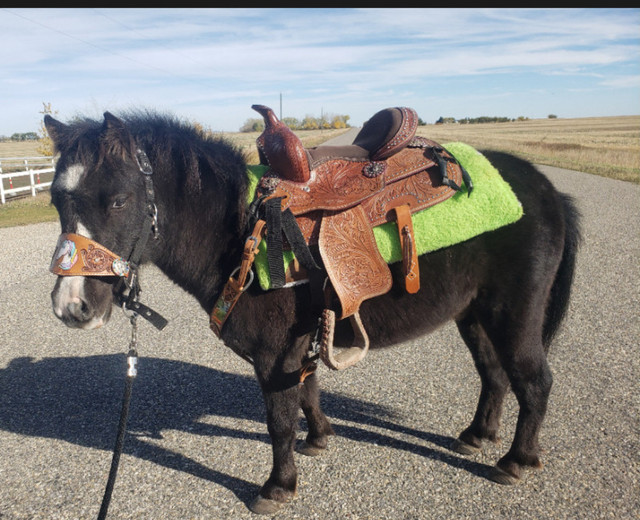 5 year old mini in Horses & Ponies for Rehoming in Calgary