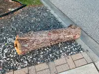Free tree stump firewood 4ft length
