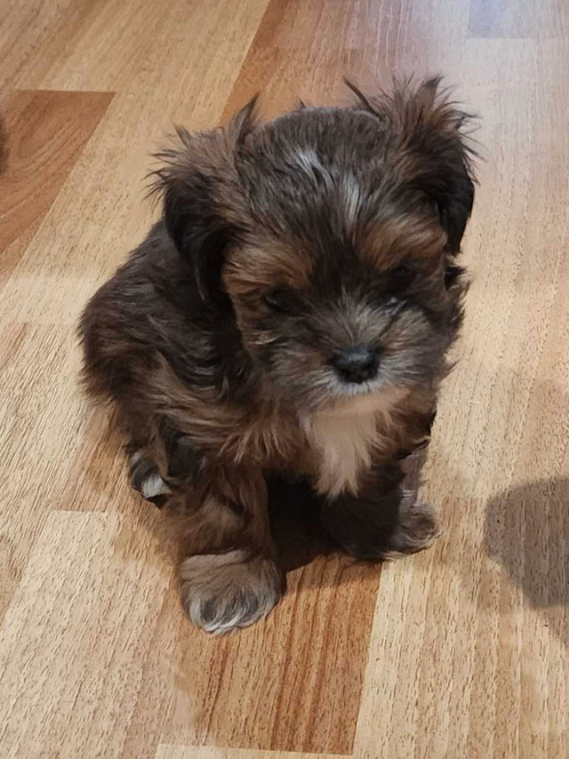 Shitzu Morkie  in Dogs & Puppies for Rehoming in Dartmouth - Image 2