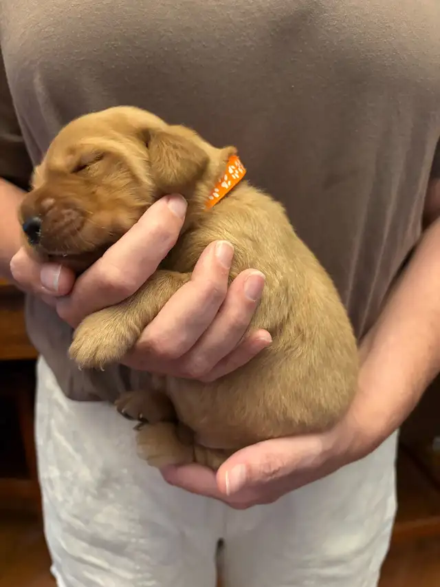 Golden Retriever Puppies in Dogs & Puppies for Rehoming in Owen Sound - Image 6