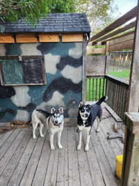 2 Dogs Need Rehoming 