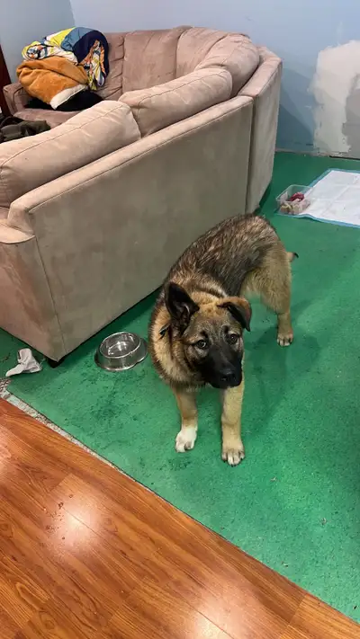 German shepherd and Great pyreneese mix 7 months old, View more