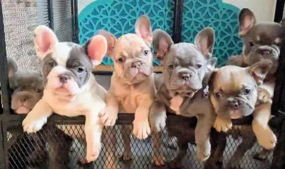 Type exotique bouledogue français, View more