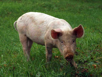 Porc ou demi-porc disponible 