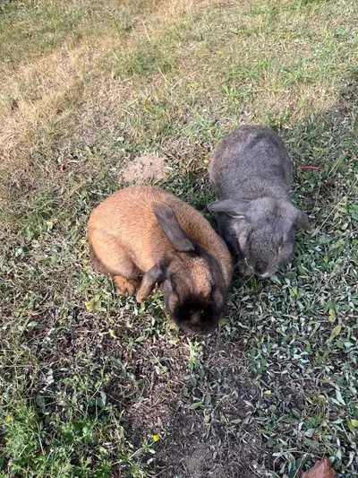 I have two bonded pairs of Flemish giant rabbits. We are moving and will no longer have a backyard f...