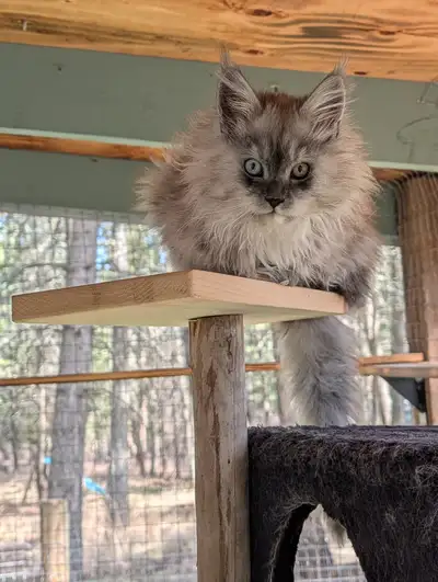 Maine Coons for Adoption , View more