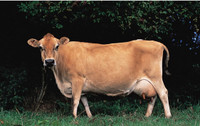 Looking for a Jersey Cow