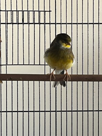 Female border Fancy Canary for sale. 
