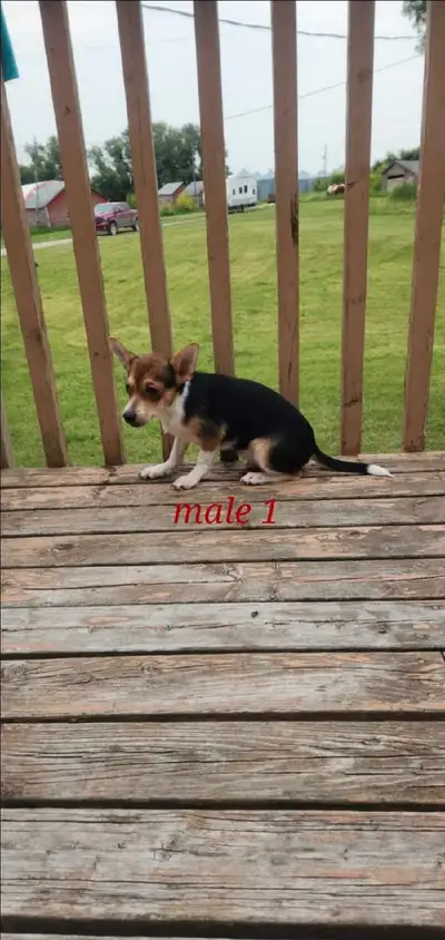 Chihuahua , View more