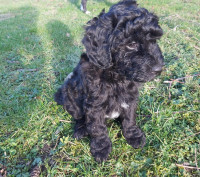 2Mini silky soft compliant F1b Aussie Doodles left! Well trained