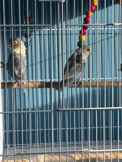 lovebirds for sale , View more