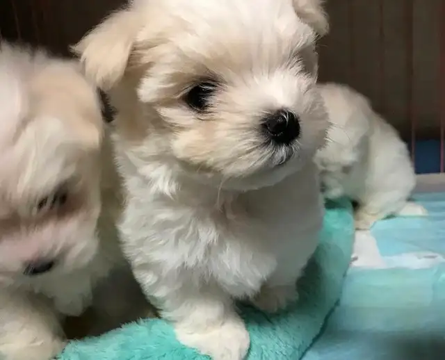 Cute Little Miniature Maltipoo Puppies - LAST ONE! in Dogs & Puppies for Rehoming in City of Toronto - Image 7