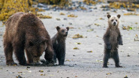 Grizzly Bear West Coast Tour
