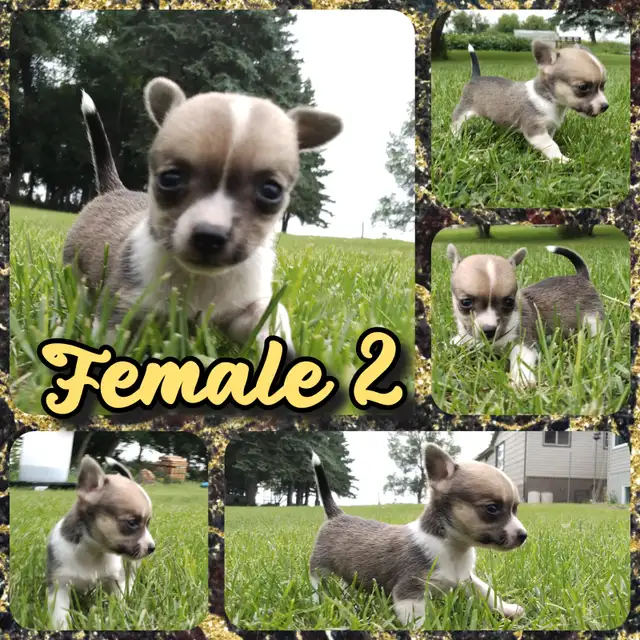Adorable Chihuahua puppies in Dogs & Puppies for Rehoming in Brandon - Image 3