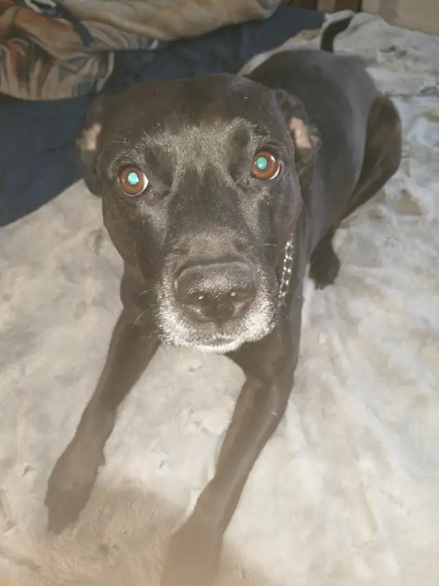 GoFundMe64520061103618120