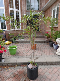 Oleander Tropical plant