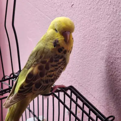 Female English budgie , View more