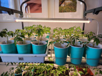 Plants de tomates et piments