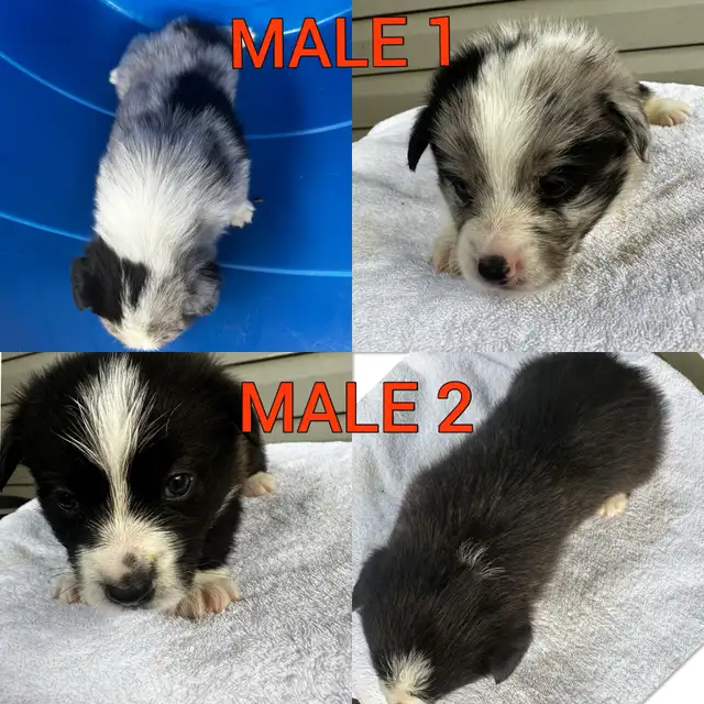 Fluffy Pembroke Welsh Corgi Puppies (2 litters) in Dogs & Puppies for Rehoming in Edmonton - Image 5