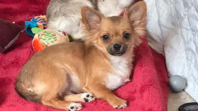Gorgeous Pups  Two male 1 sable 1 chocolate  tri & 1 Blue tri fe, View more
