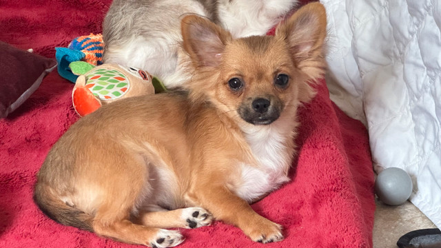 Beautiful chihuahua puppies price start at 1200.00 in Dogs & Puppies for Rehoming in City of Toronto