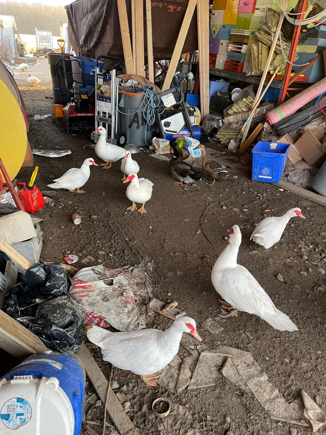 Chicken & ducks for sale in Livestock in La Ronge - Image 4