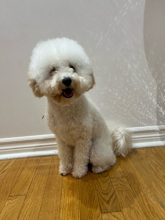 Miniature Poodle in Dogs & Puppies for Rehoming in City of Toronto