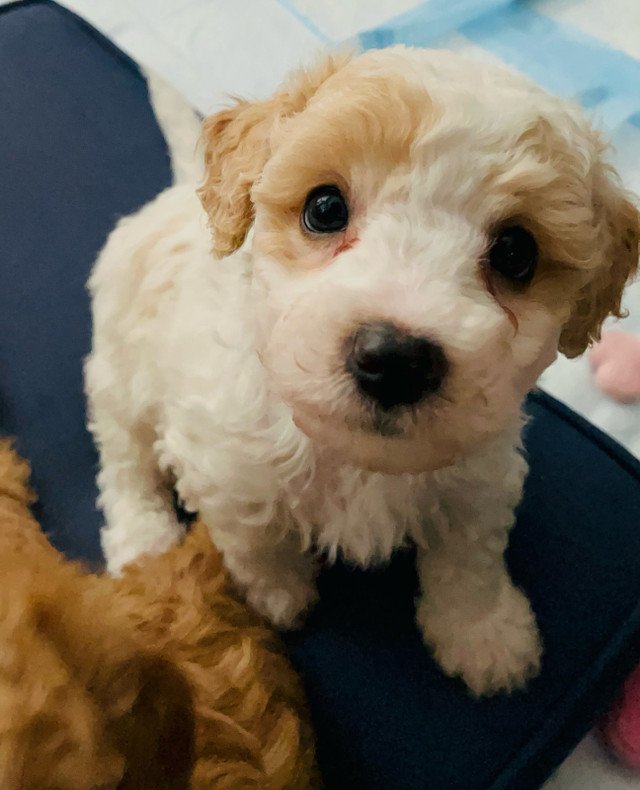 Bichonpoo puppies ready for Forever Home in Dogs & Puppies for Rehoming in Kitchener / Waterloo