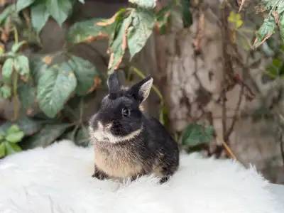Neutered Netherland dwarf bunnies, View more