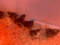 Sexed Purebred Barred Rock chicks 4 week old