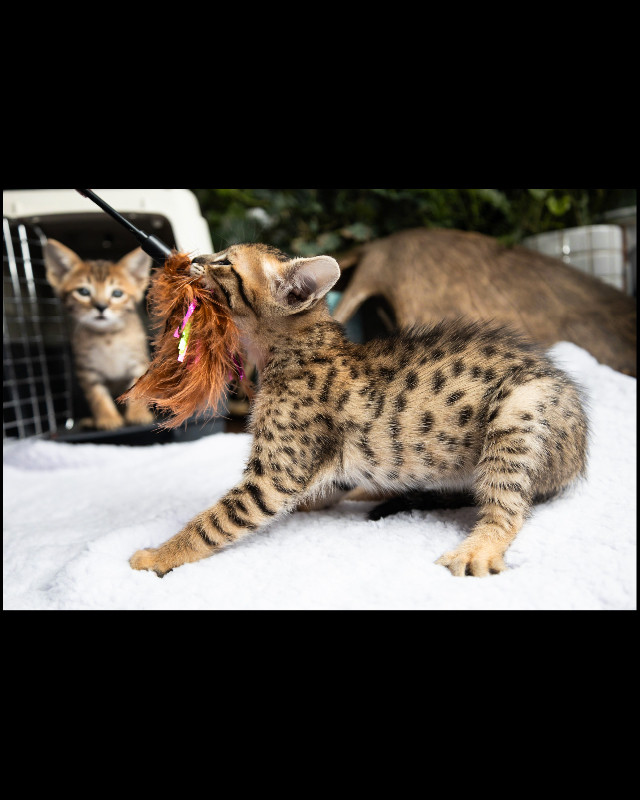 Savannah Kittens in Cats & Kittens for Rehoming in Vancouver - Image 4