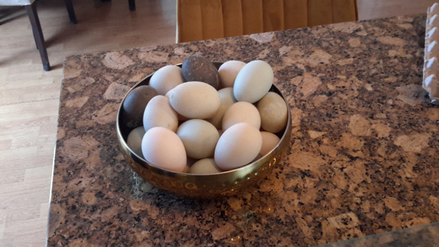 Furtile fresh duck eggs $10 dozen in Livestock in Peterborough - Image 3