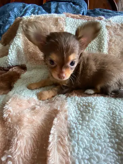 ⭐️1 TINY CHOCOLATE TRI LONG COAT CHIHUAHUA PUPPY ⭐️PENDING, View more