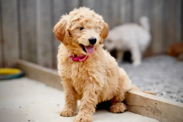 Goldendoodle Puppies in Dogs & Puppies for Rehoming in Mississauga / Peel Region - Image 6