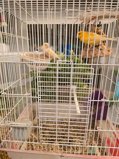 Canary. Male? And female. With... The cage. 200$