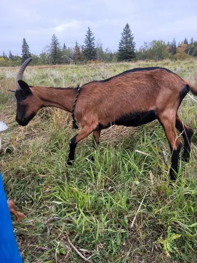 Alpine goat for sale, View more