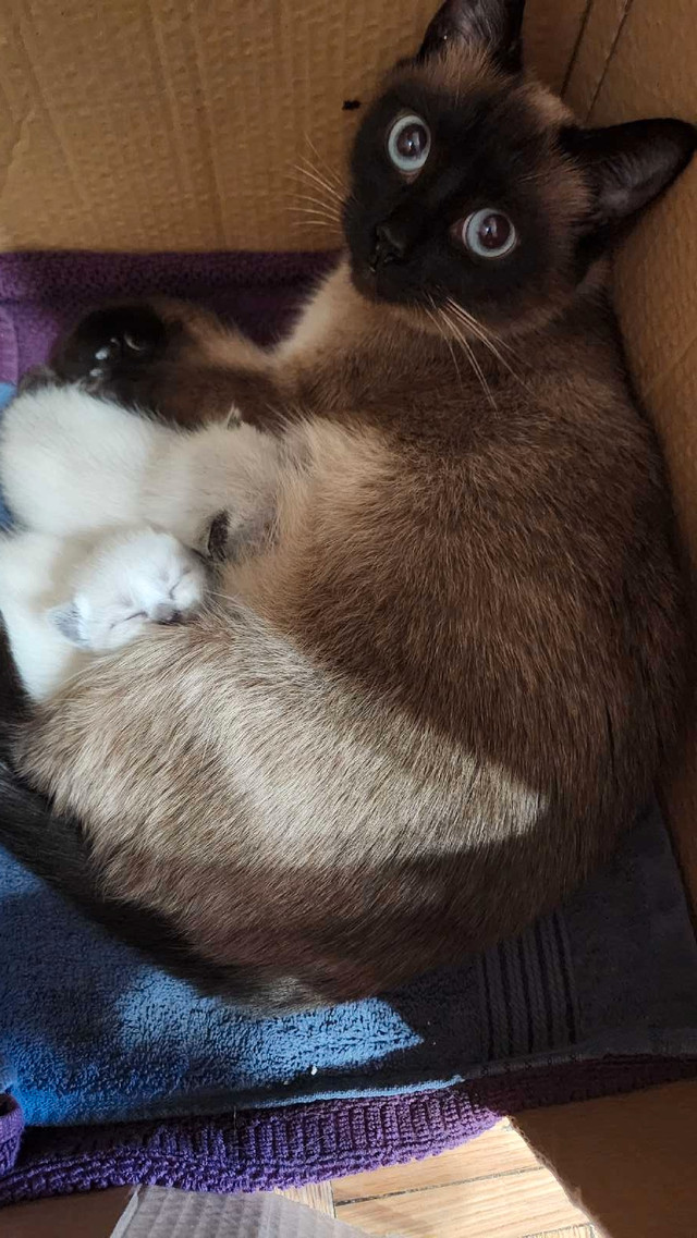 Purebreed Siamese Kittens in Cats & Kittens for Rehoming in City of Toronto - Image 2