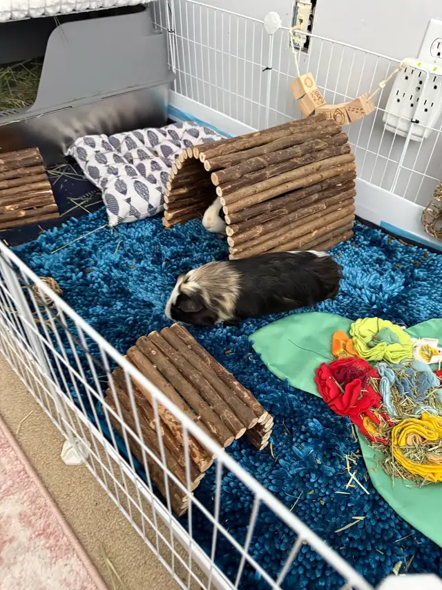 Guinea Pig  in Small Animals for Rehoming in Delta/Surrey/Langley - Image 5