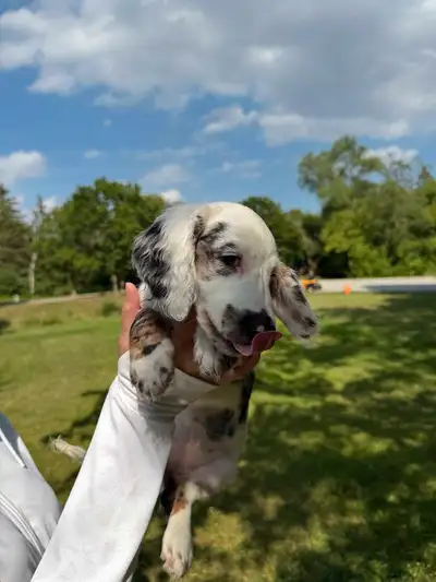 Cream Dapple Mini Dachshund, Long Hair, Ready to Go, View more
