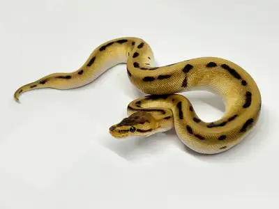 I'm offering a selection of ball pythons, just in time for the holiday season. These are all well st...