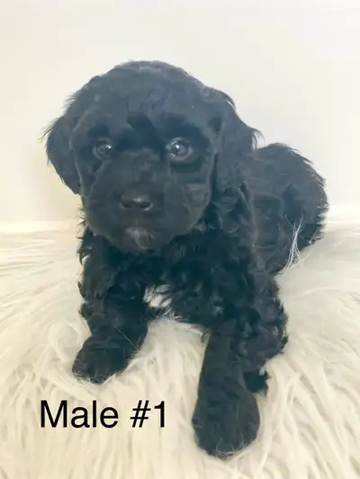 Miniature Schnoodle Puppies, View more