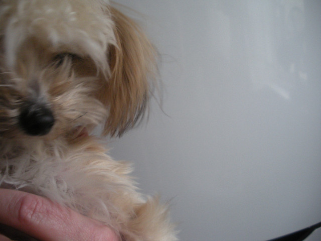 SOLD! Sweet little Morkie, lap dog, 3 lbs in Dogs & Puppies for Rehoming in Edmonton - Image 3