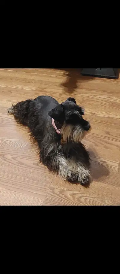 Miniature Schnauzer Puppies For Sale, View more