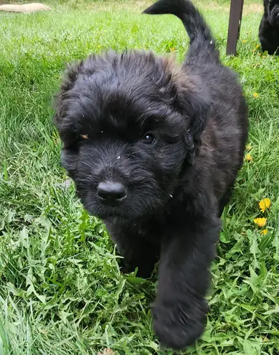 Purebred Bouvier des Flandres, View more