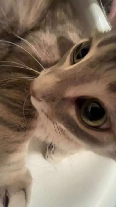 3 year old cat nurtured partly vaccinated well behaved cat, View more