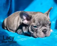 Therapy dog potential French Bulldog Puppies