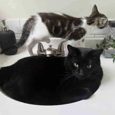 **Bonded Pair** Cats for rehoming., View more