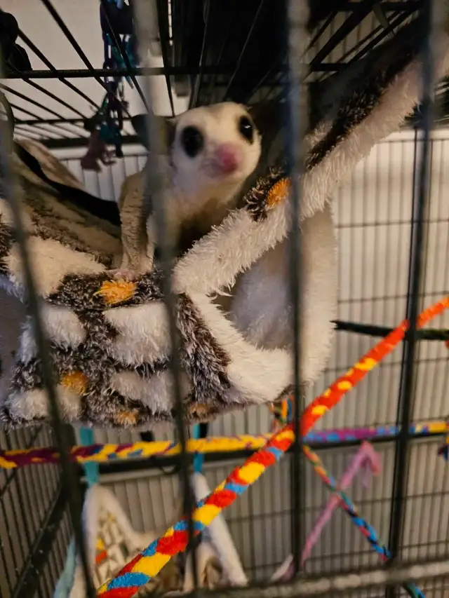 sugar gliders in Other Pets for Rehoming in Nelson - Image 5