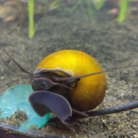 Jade Mystery Snails