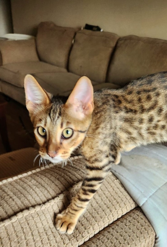 SERVAL HYBRIDS (F3 F4 & F6 SAVANNAH KITTENS ) Cats & Kittens for Rehoming Vancouver Kijiji